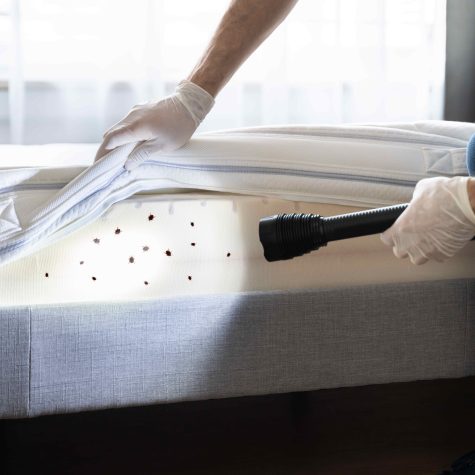 Expert d’Algora Environnement vérifiant la présence de punaises de lit